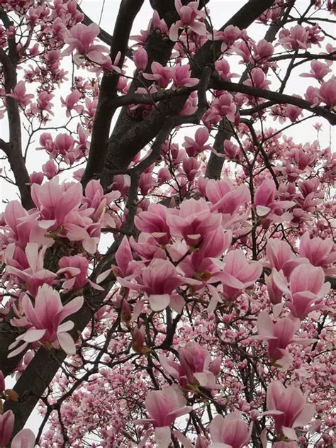 Magn Lia Rvore Altura Raiz Folhas Fruta E Flores Mundo Ecologia