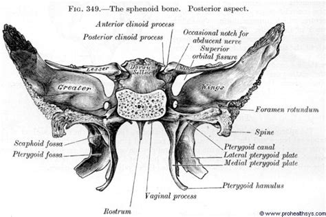 Sphenoid Bone Prohealthsys