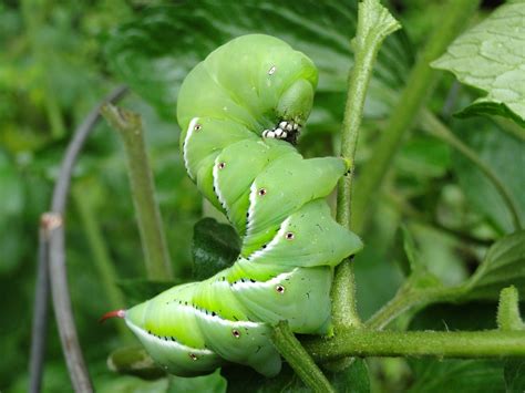 Green Caterpillar Identification Guide Common Types Owlcation