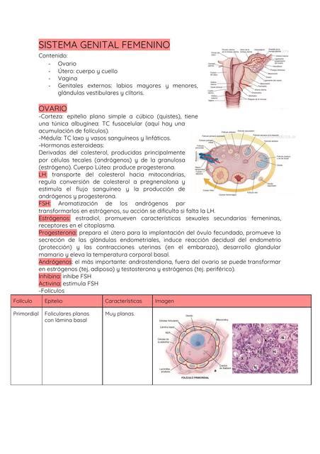Sistema Genital Femenino Camila Salcedo UDocz