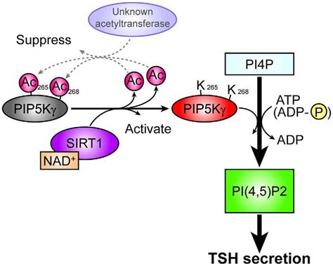 Model For The Potential Roles Of Sirt In Tsh Secretion Proposed Model