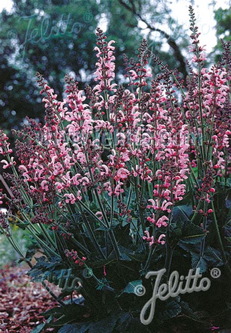 Jelitto Perennial Seed Salvia Pratensis Ballet Series Rose Rhapsody