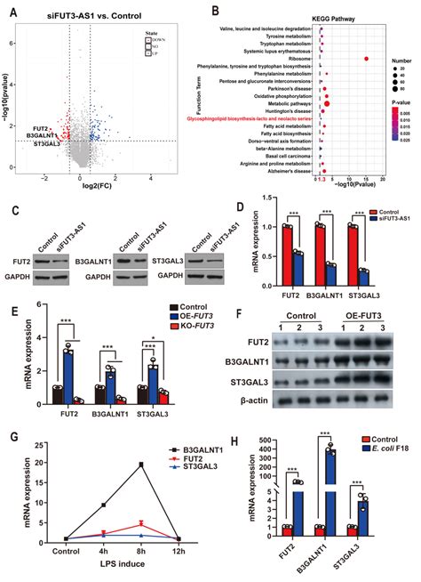 全转录组测序 Rna测序发现 Lncrna 调控仔猪细菌性腹泻的分子机制 欧易生物