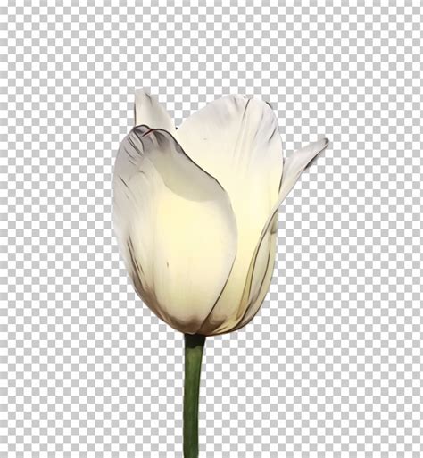 White Tulip Flower Petal Plant Png Clipart Alismatales Anthurium