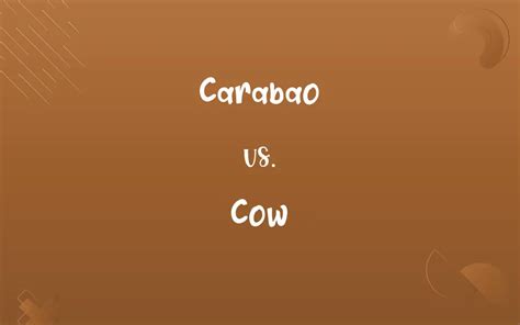 Carabao Vs Cow Know The Difference