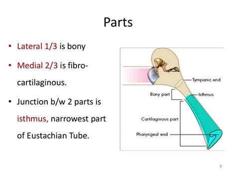 Eustachian tube, anatomy, test and disorders, dr.vijaya sundarm, 20…