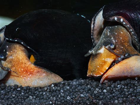 Rote Teufelsdornschnecke Faunus Ater G Nstig Kaufen Garnelen Guemmer