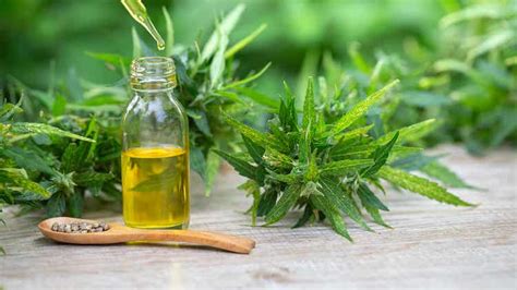 9 Beneficios Del Aceite De Cbd Mejor Con Salud