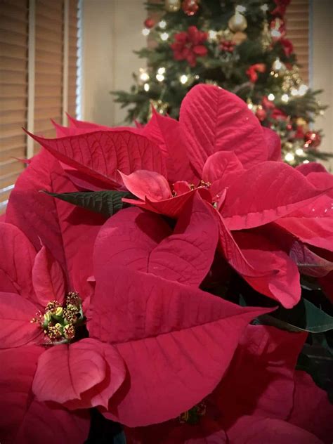 How To Water Poinsettia Plants Care Tips For The Holiday Season