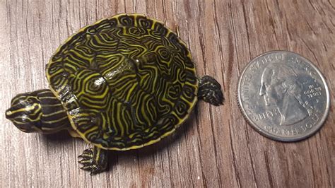 Hatching Peninsula Cooter Eats Baby Crickets For Fist Time Youtube