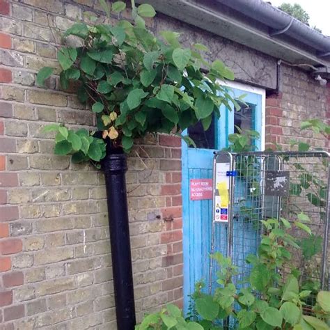 Japanese knotweed damage and dangers | Environet