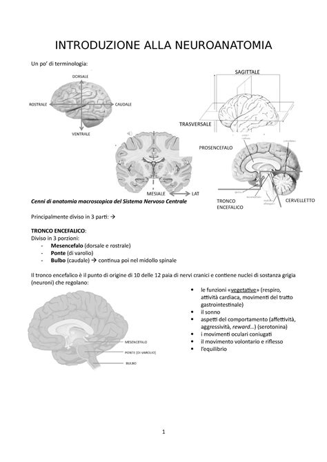 Introduzione Neuroanatomia Introduzione Alla Neuroanatomia Un Po