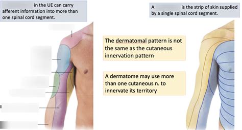 Cutaneous Nerves Vs Dermatomes Diagram Quizlet