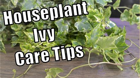 Houseplant Ivy Care Youtube