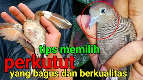 Tips Memilih Perkutut Yang Bagus Dan Berkualitas Youtube