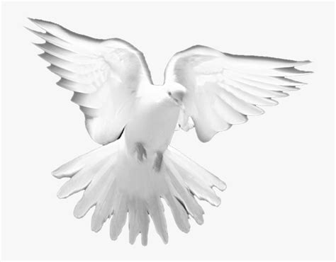 Holy Spirit Dove Png Holy Spirit White Doves Transparent Png