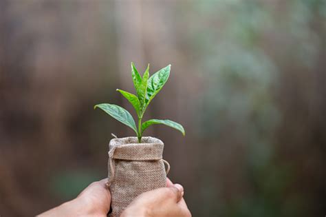 Pequeñas Plántulas Que Crecen En Manos Humanas Plantan Árboles Para Reducir El Calentamiento