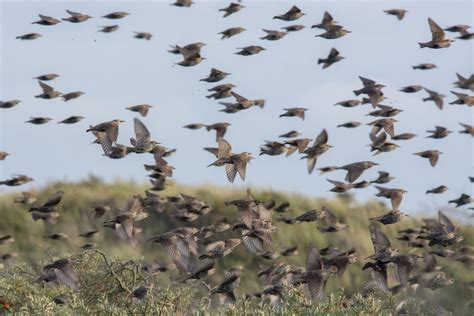 Vroege Vogels Foto Vogels Spreeuwen Zwerm Boven Duindoorn