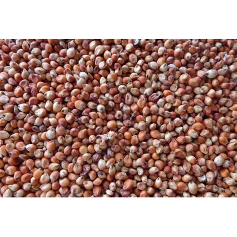 Millet Seed In Chennai Latest Price Mandi Rates From Dealers In Chennai