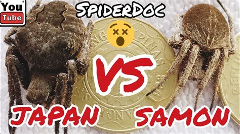 JAPAN VS SAMON Monster Spider Fight YouTube