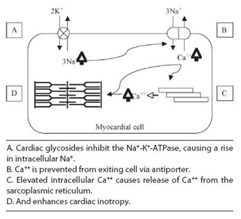 Medical Pharmacology Cardiovascular Pharmacology Flashcards Quizlet