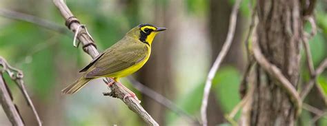 Spring Bird Banding - Friends of Warner Parks