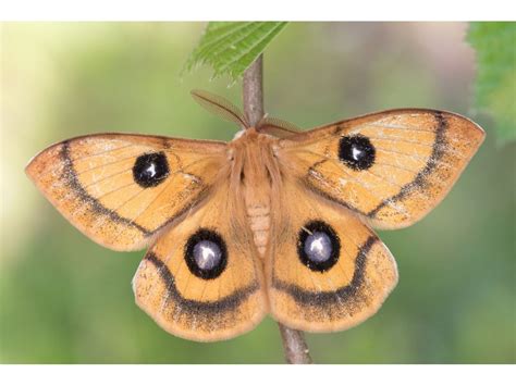 De Vlinderstichting Vlinder Tauvlinder Aglia Tau Foto S Imago