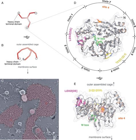 Getting In Touch With The Clathrin Terminal Domain Lemmon 2012