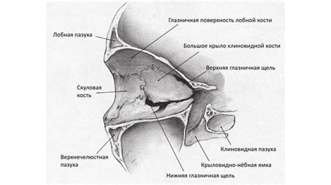 Анатомия глазницы - online presentation