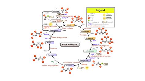 What Is Tca Cycle In Biochemistry