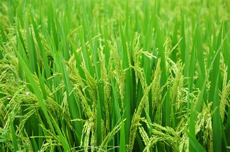 Free Images Nature Farm Lawn Meadow Barley Prairie Food Green