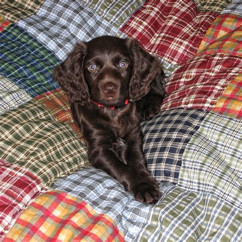 Sweet Boykin Spaniels Boykin Spaniel Puppies Spaniel Puppies