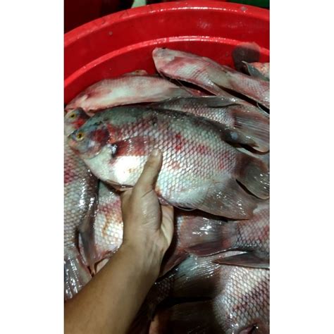 Jual Ikan Gurame Segar Fresh Gr Kg Shopee Indonesia