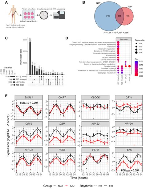 Intrinsically Dysregulated Circadian Rhythm Of Gene Expression In T2d