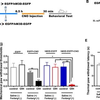 Optogenetic Activation Of Il Mpfc Glutamatergic Neurons Aggravates