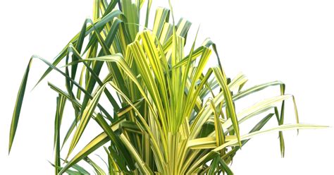 Tropical Plant Pictures Pandanus