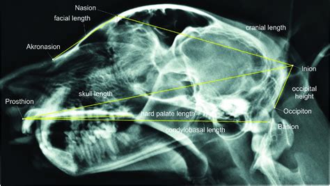 Craniometric measurements on a cheetah skull as seen from the lateral ...