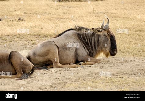 Wildebeest in Ngorongoro crater Stock Photo - Alamy