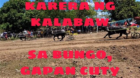 Elimination And Semi Final Karera Ng Kalabaw Sa Bungo Gapan City