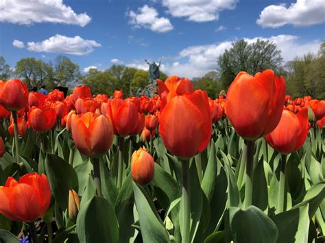 Events The Tulip Festival In Albany Ny