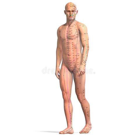 Eastern Or Asian Acupuncture And Acupressure Points On A Male Body