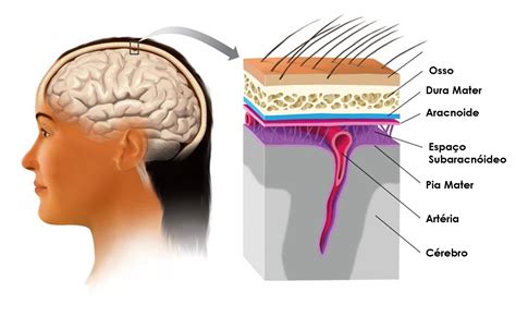 Calota Craniana E Meninges Anatomia Humana Anatomia Anatomia Corpo