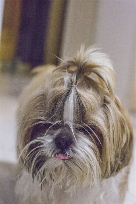 Muzzle Of A Shih Tzu Dog On A Green Background Stock Photo Image Of