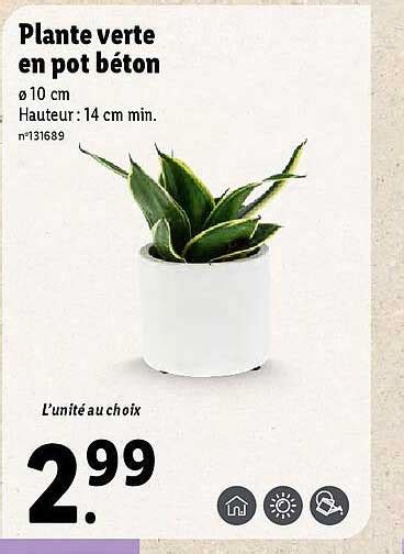 Promo Plante Verte En Pot Béton chez Lidl iCatalogue fr