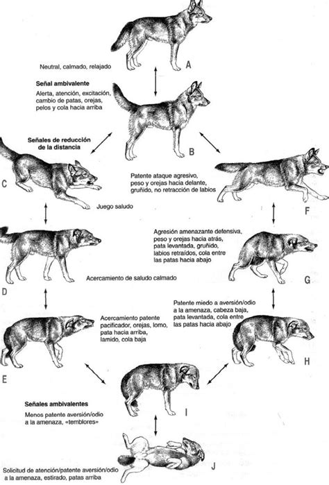 Psicolmascot La Inhibici N De La Mordida En Los Perros