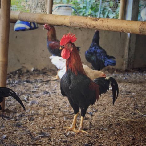 Lihat Harga Jual Doc Ayam Kub Bogor Hari Ini Hobi Ternak