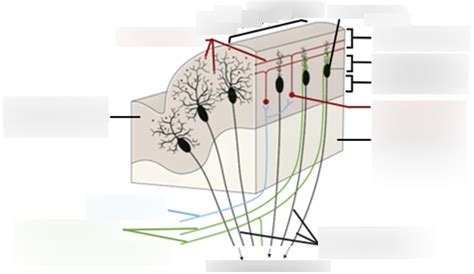 Cerebellar cortex Diagram | Quizlet