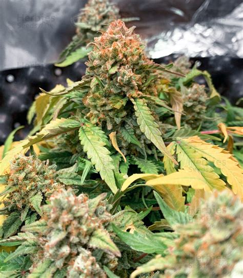 Buy Gorilla Zkittlez Auto Feminized Seeds By Barneys Farm Herbies