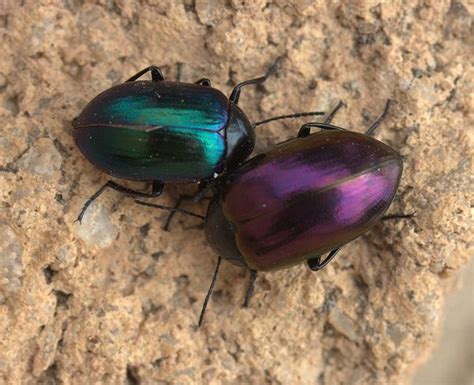 Colourful beetles (Tenebrionidae) | Weird insects, Beetle insect ...