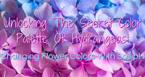 Unlocking The Secret Color Palette Of Hydrangeas Changing Flower